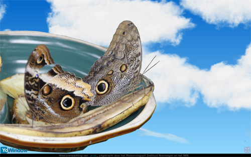 Butterfly1.jpg