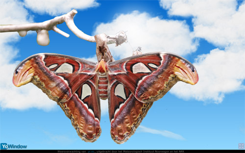 Butterfly2.jpg