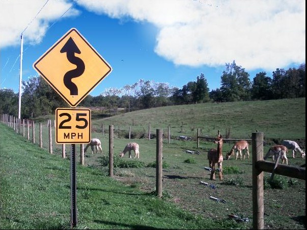 Alpaca.jpg