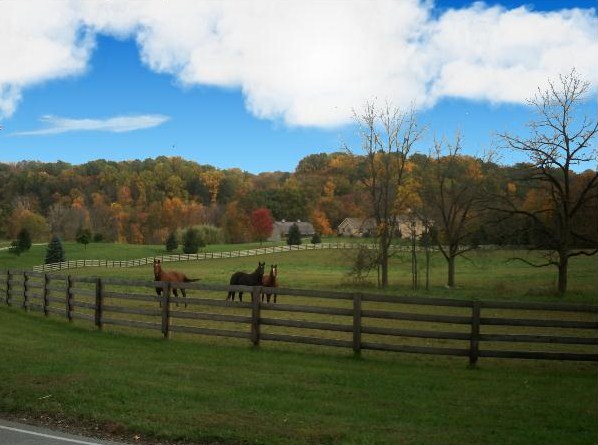 Horses in Lucas.jpg