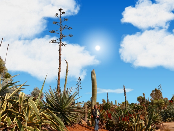 screen botanicactus.jpg