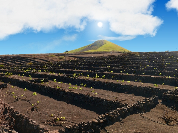 screen lanzarote wineyard.jpg
