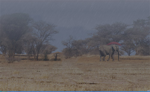 olifant en regen.jpg