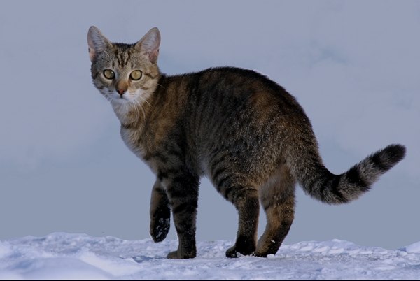 screen winter30.jpg
