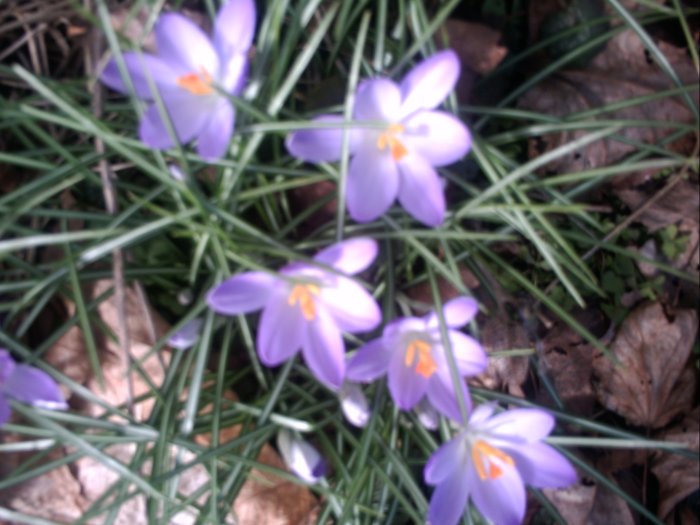 February 22nd Crocuses have Bloomed before they should!!!!!