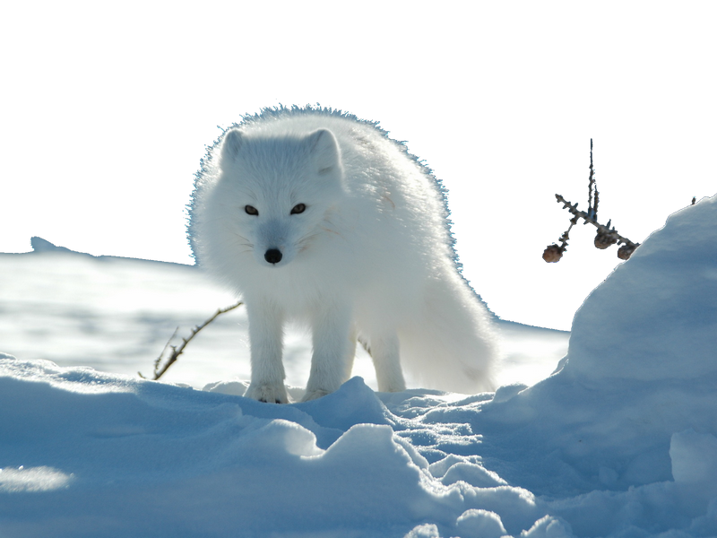 polarfox.png