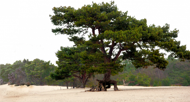 soesterduinen in soest door maron.