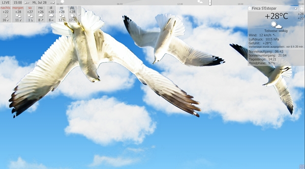 screen seagull.jpg