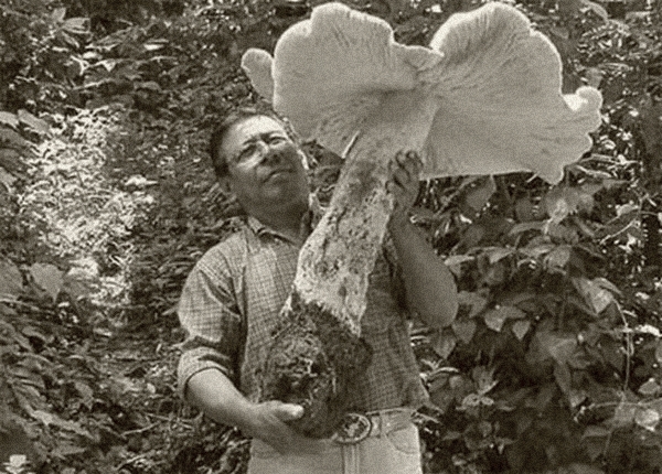 riesenpilz.jpg