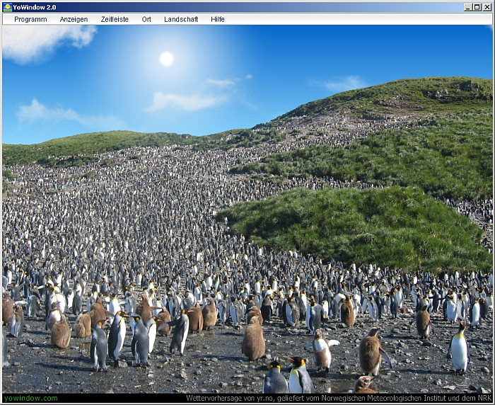 YoWindow - Screenshot King penguins, Georgia.jpg